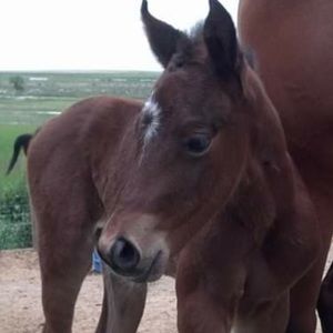 Meet your Posher, Jodawn